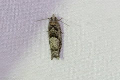 Pseudexentera hodsoni