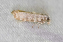 Xylesthia albicans