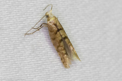 Argyresthia alternatella