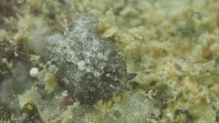 Thysanozoon brocchii