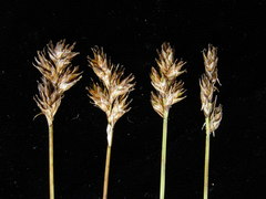 Carex subbracteata