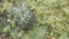 Thysanozoon brocchii