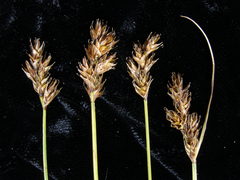 Carex subbracteata