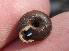 Inflectarius inflectus