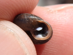 Inflectarius inflectus