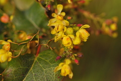 Berberis pinnata pinnata
