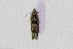 Pseudexentera hodsoni