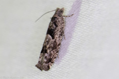 Pseudexentera hodsoni