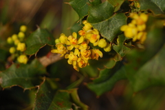 Berberis pinnata pinnata