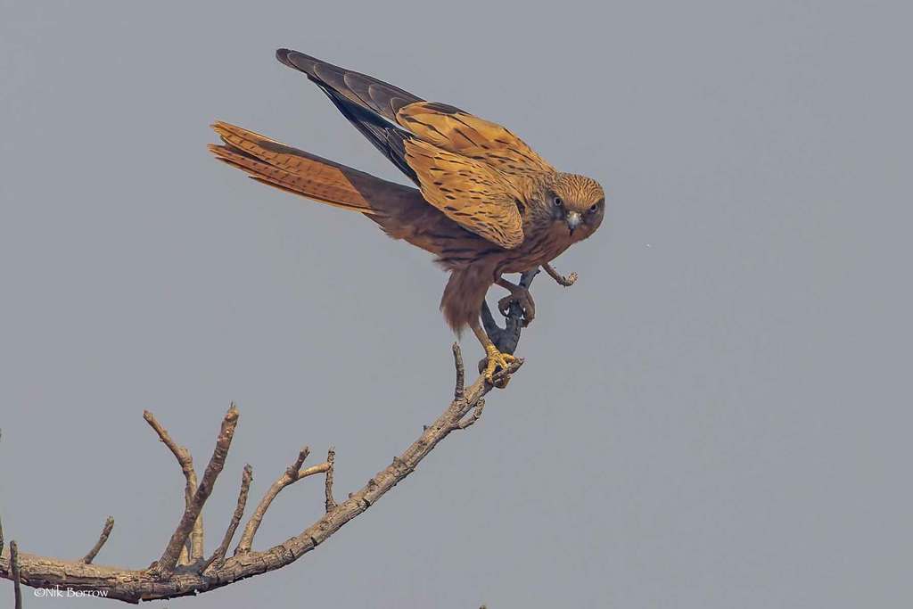 Fox Kestrel