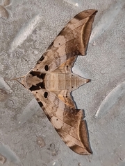 Ambulycini