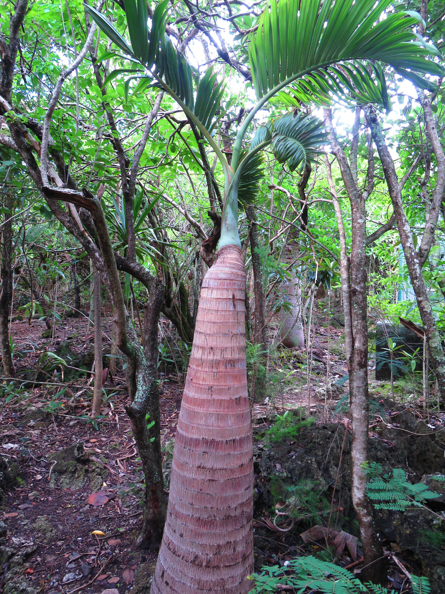 Imagem de Palmeira-garrafa