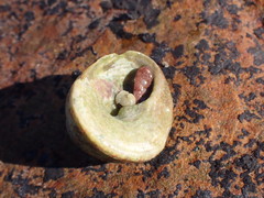 Trochus radiatus