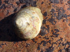 Trochus radiatus