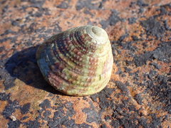 Trochus radiatus