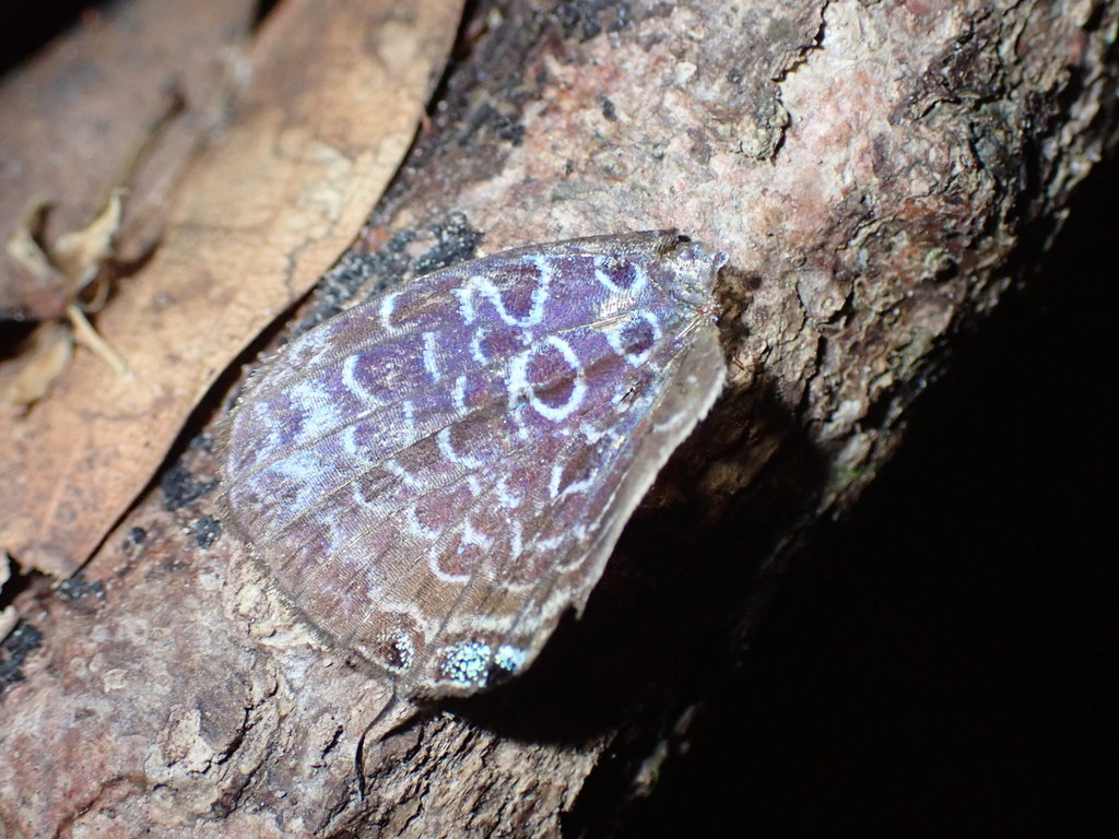 Malayan Oakblue