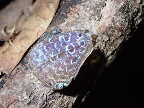 Malayan Oakblue