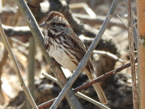 Song Sparrow photographed in Texas