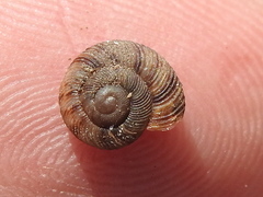 Anguispira strongylodes