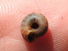 Anguispira strongylodes