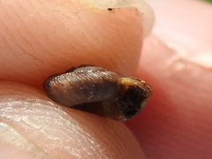 Anguispira strongylodes