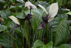 Tacca integrifolia