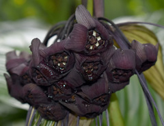 Tacca integrifolia
