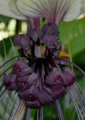 Tacca integrifolia
