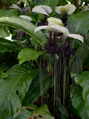 Tacca integrifolia