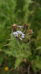 Perezia multiflora multiflora