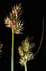 Carex subbracteata