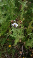 Perezia multiflora multiflora
