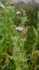 Perezia multiflora multiflora