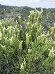 Lavandula viridis