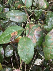 Coccoloba pyrifolia