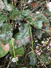 Coccoloba pyrifolia