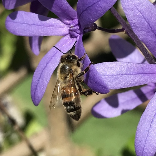 Apis mellifera image