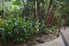 Heliconia pogonantha