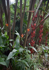 Heliconia pogonantha
