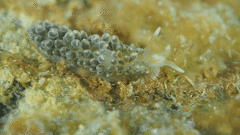 Anteaeolidiella lurana