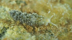 Anteaeolidiella lurana