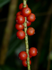 Calyptrocalyx awa