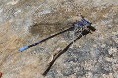Argia munda