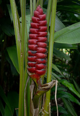 Heliconia imbricata