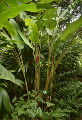 Heliconia imbricata