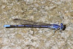 Argia munda