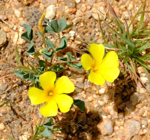 Oxalis ausensis image