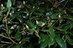 Machilus japonica