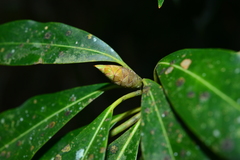 Machilus japonica