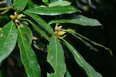 Machilus japonica